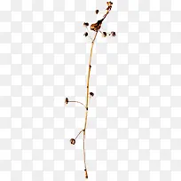 棕色枯枝枯叶-空若网 棕色枯枝枯叶-空若网