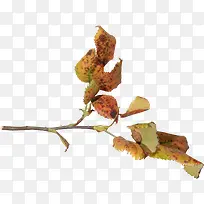 ��֦��Ҷ-������