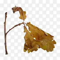 ��ɫҶ��-������