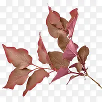 枯枝枯叶-空若网 枯枝枯叶-空若网