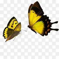 漂浮蝴蝶-空若网 漂浮蝴蝶-空若网