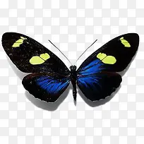 黑色蝴蝶-空若网 黑色蝴蝶-空若网