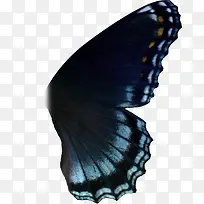 蝴蝶翅膀-空若网 蝴蝶翅膀-空若网