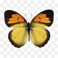 黄色蝴蝶-空若网 黄色蝴蝶-空若网