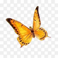 ��ɫ����-������