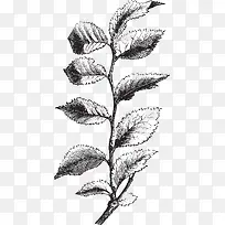 ������֦��Ҷ��-������