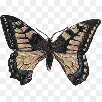 花蝴蝶标本-空若网 花蝴蝶标本-空若网