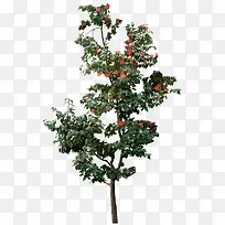 大树-空若网 大树-空若网