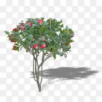 山茶花树-空若网 山茶花树-空若网