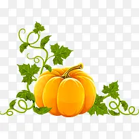 南瓜-空若网 南瓜-空若网