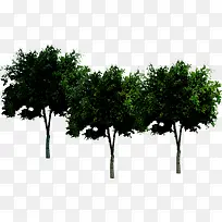 绿地植被景观大树-空若网 绿地植被景观大树-空若网