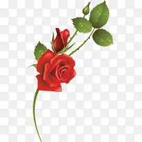 花园玫瑰切花-空若网 花园玫瑰切花-空若网
