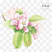 粉色月见草-空若网 粉色月见草-空若网