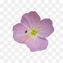 Ô¼û²ÝÓëÆ°³æÍ¼Æ¬ËزÄ-¿ÕÈôÍø Ô¼û²ÝÓëÆ°³æÍ¼Æ¬ËزÄ-¿ÕÈôÍø