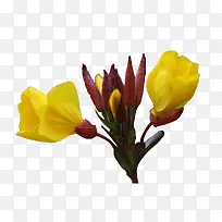 �¼����뻨��ͼƬ�ز�-������