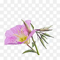 �¼��ݻ���ͼƬ�ز�-������