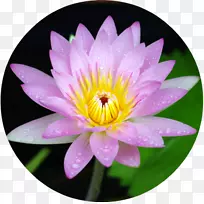 埃及莲紫罗兰-水百合-空若网 埃及莲紫罗兰-水百合-空若网