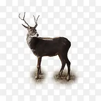 可爱羚羊-空若网 可爱羚羊-空若网