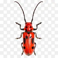 Բ���ɫ����-������