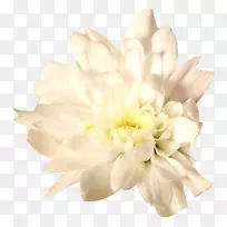 切花菊花-空若网 切花菊花-空若网