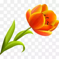 花花瓣橙郁金香-空若网 花花瓣橙郁金香-空若网