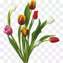 郁金香花束桌面壁纸花园郁金香-空若网 郁金香花束桌面壁纸花园郁金香-空若网