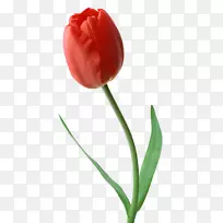 郁金香桌面壁纸插花艺术-郁金香-空若网 郁金香桌面壁纸插花艺术-郁金香-空若网