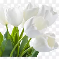 郁金香人造花茎摄影花束-郁金香-空若网 郁金香人造花茎摄影花束-郁金香-空若网