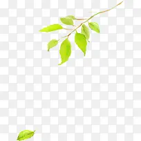 �ֻ�Ҷ�Ӵ�����Ŀ-������