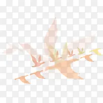 橙色鸽子-空若网 橙色鸽子-空若网