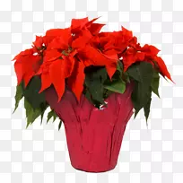 一品红花卉室内植物朱鲁库卡-空若网 一品红花卉室内植物朱鲁库卡-空若网
