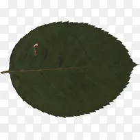 ֲ��Ҷ��-Ҷ-������