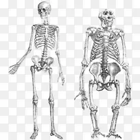 黑猩猩,大猩猩,灵长类动物,尼安德特人骨骼-涂鸦-空若网 黑猩猩,大猩猩,灵长类动物,尼安德特人骨骼-涂鸦-空若网