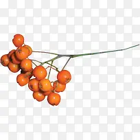 ��ɫ����-������