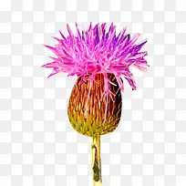 �̼��ݷۻ���ͼƬ�ز�-������