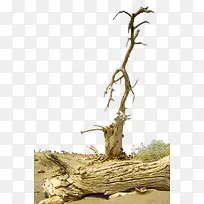 ɳĮ����֦-������