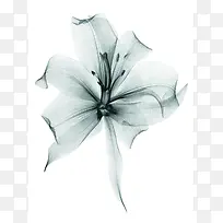 手绘插画百合大屏-空若网 手绘插画百合大屏-空若网