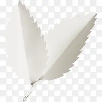 白色树叶-空若网 白色树叶-空若网