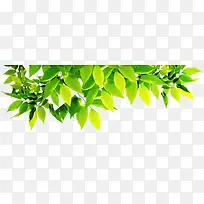 ��Ҷ-������