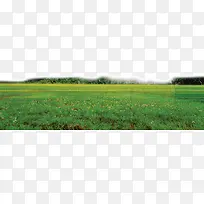 小草草地草皮-空若网 小草草地草皮-空若网