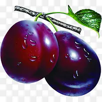 新鲜水果李子采摘园树枝-空若网 新鲜水果李子采摘园树枝-空若网