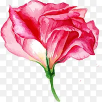 手绘水彩花卉-空若网 手绘水彩花卉-空若网