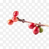 一串红色成熟的咖啡果实物-空若网 一串红色成熟的咖啡果实物-空若网