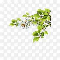 树枝树叶边角装饰-空若网 树枝树叶边角装饰-空若网