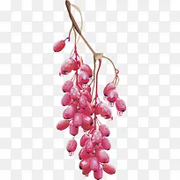 水果矢量图葡萄红枣-空若网 水果矢量图葡萄红枣-空若网