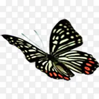 黑色扁平化茶叶蝴蝶-空若网 黑色扁平化茶叶蝴蝶-空若网