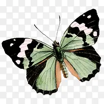 蝴蝶黑色翅膀白点蝴蝶-空若网 蝴蝶黑色翅膀白点蝴蝶-空若网