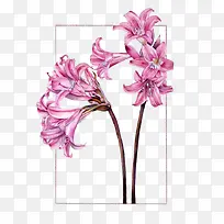 水彩手绘紫色百合花-空若网 水彩手绘紫色百合花-空若网