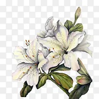 ˮ�ʰװٺ�-������