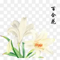 百合花水彩手绘插画-空若网 百合花水彩手绘插画-空若网
